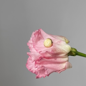 Кулон серебряный с янтарём P20002ZM