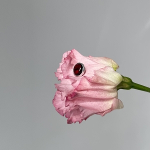 Кулон серебряный с янтарём P20002RV