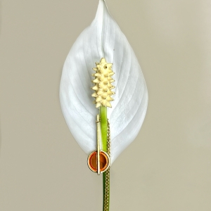 Колье серебряное с янтарём N20047ZK Колье серебряное с янтарём N20047ZK