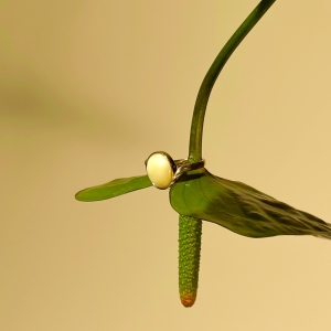 Кольцо серебряное с янтарём R9222ZM Кольцо серебряное с янтарём R9222ZM